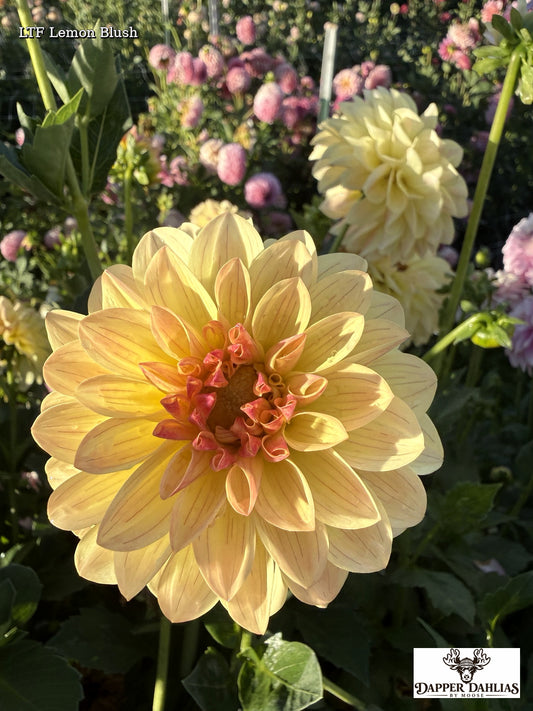 LTF Lemon Blush in the Dapper Dahlia Field