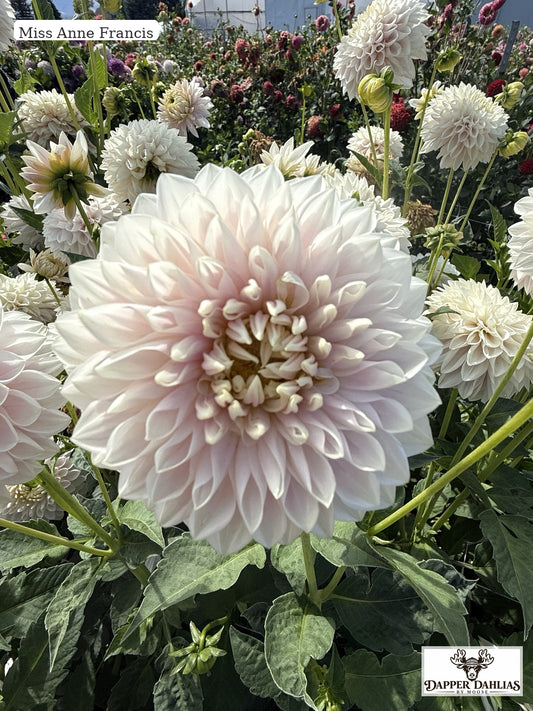 Miss Anne Francis dahlia bloom closeup