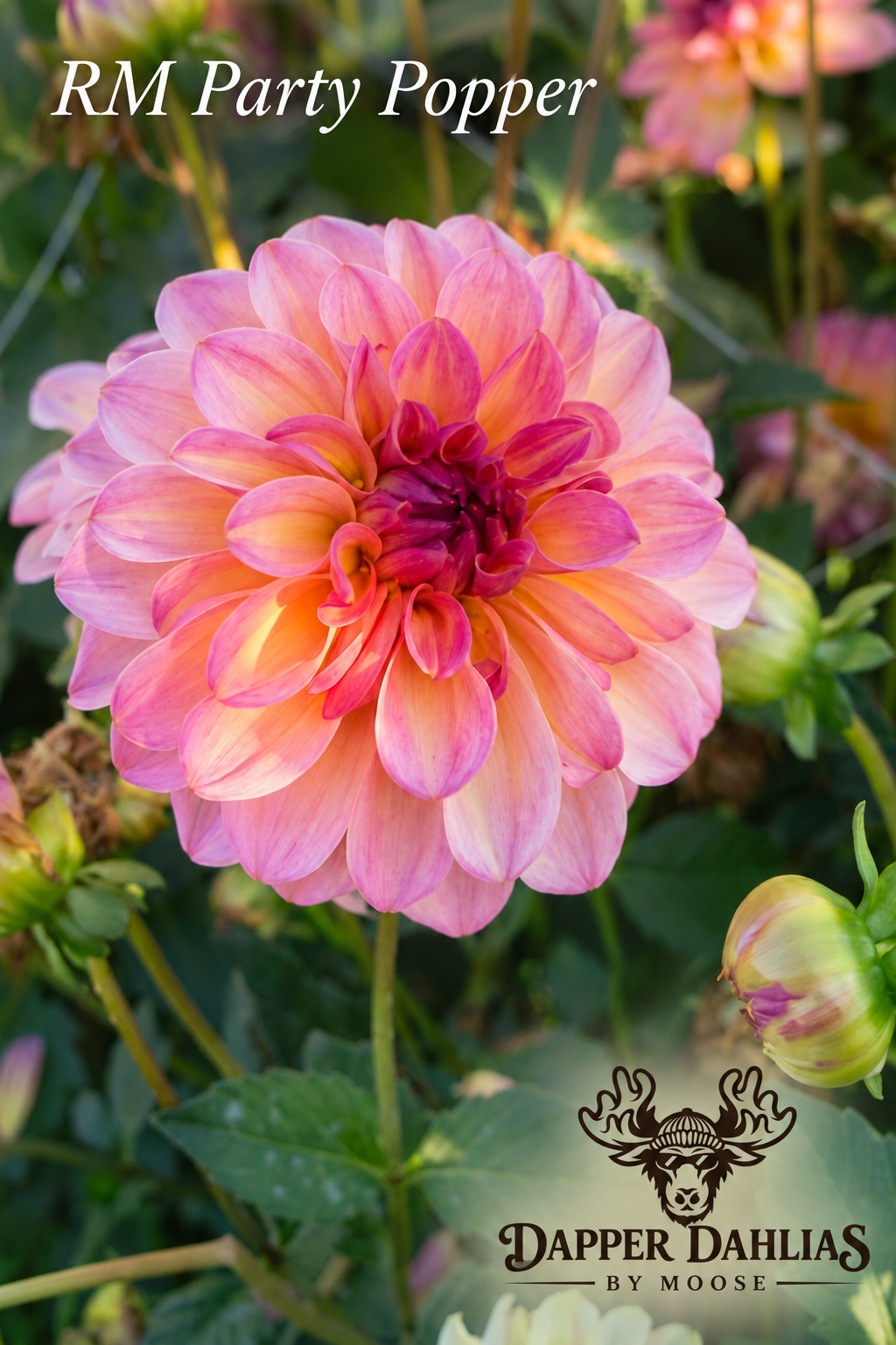Close-up of an RM Party Popper dahlia bloom showing soft pink and apricot petal tones surrounding a rich raspberry-magenta center.