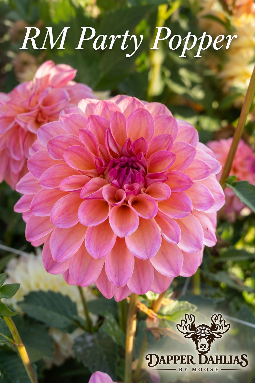 RM Party Popper dahlia with layered lavender-pink petals, warm peach and golden-yellow highlights, and a deep magenta center in the garden.