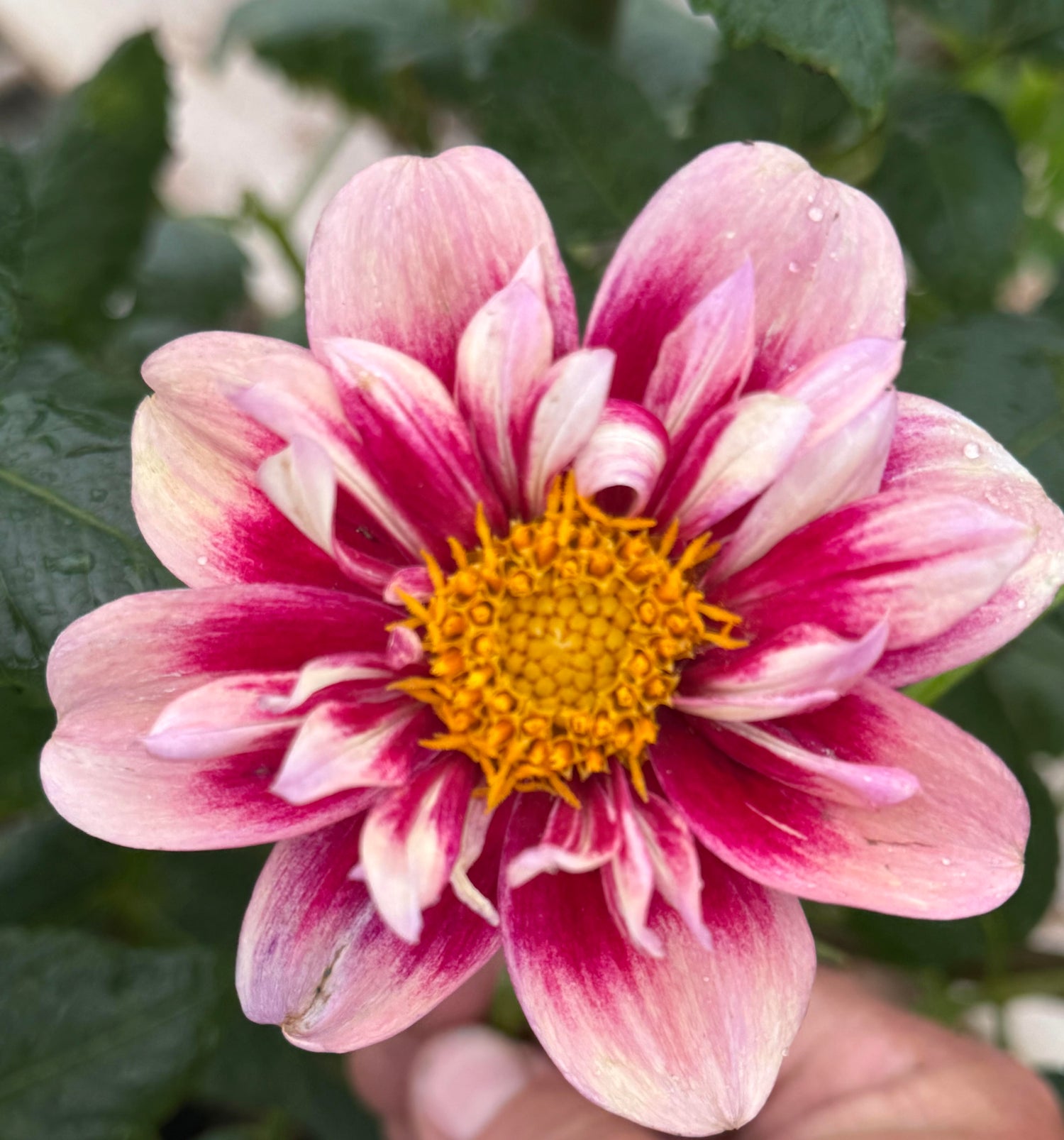 Rhubarb & Custard Dahlia