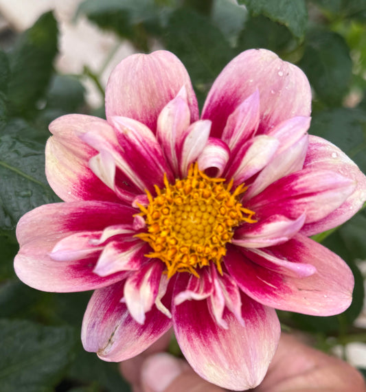 Rhubarb & Custard Dahlia