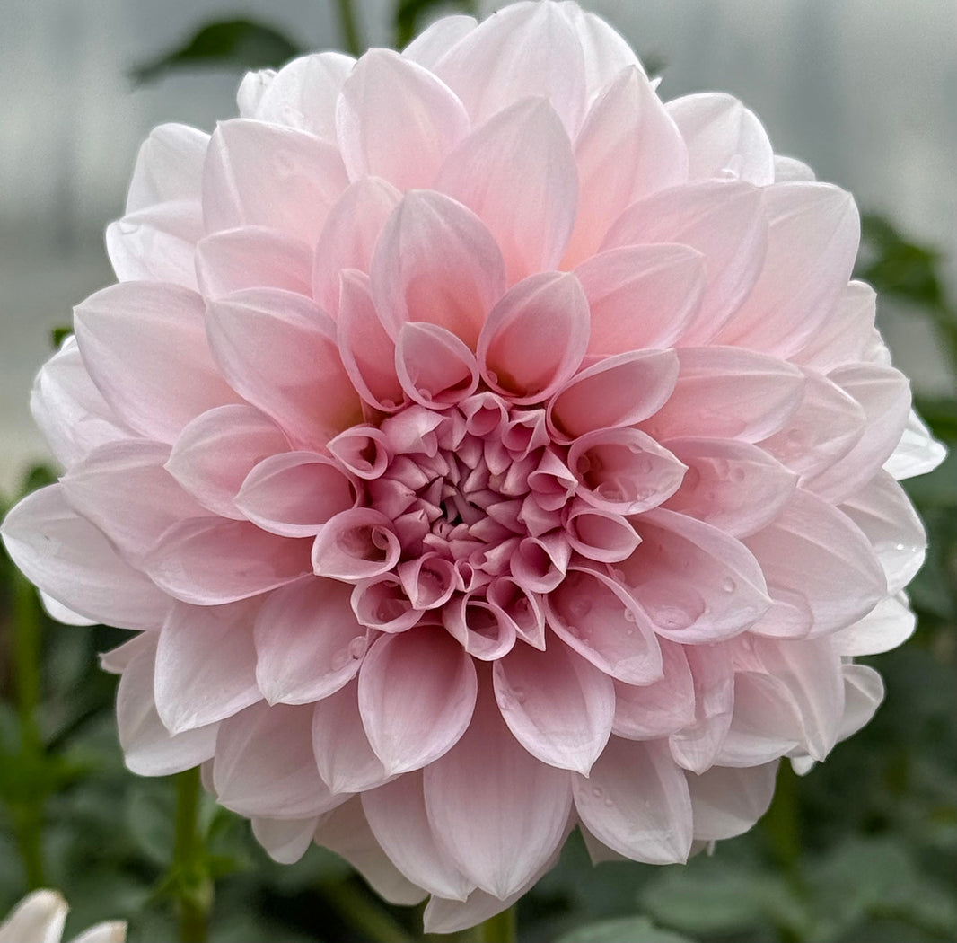 RM Dahlias: Hailey & Mike’s River Merle Originals – Dapper Dahlias By Moose
