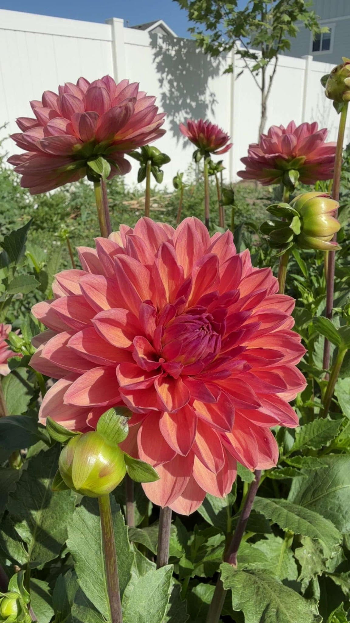 Chateau de la Bourdaisiere Dahlia