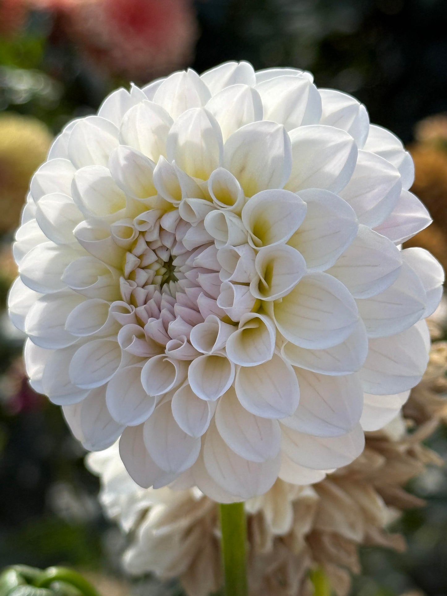 RM Hannah Joe Dahlia