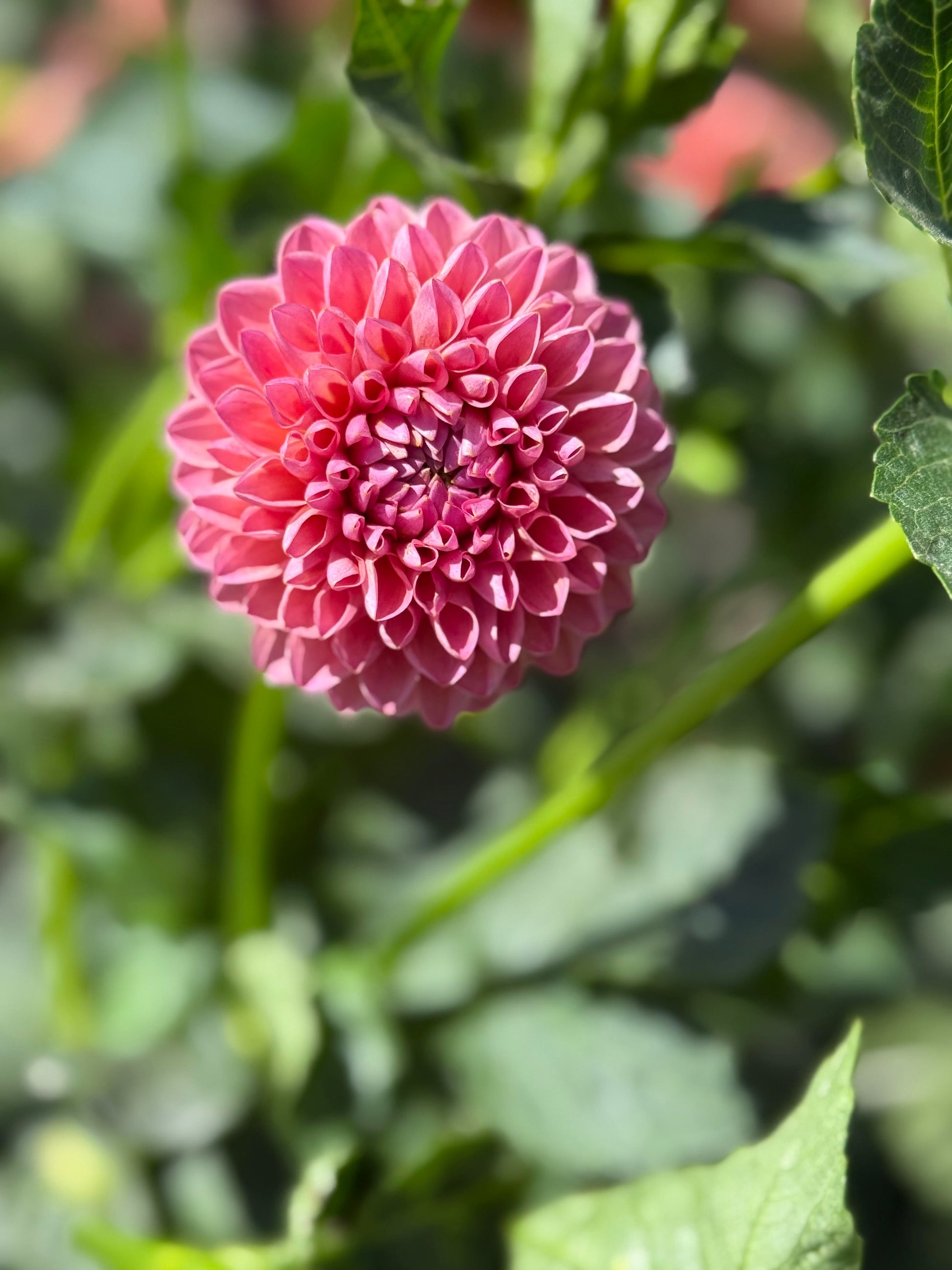 Dikara Superb Dahlia