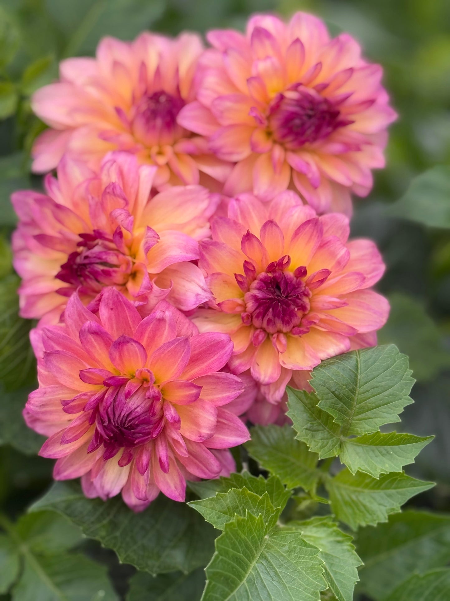 Smashing Havanna Dahlia