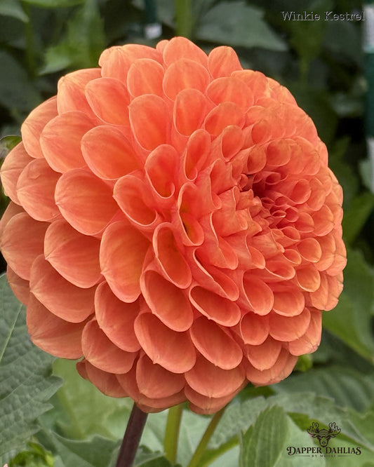Winkie Kestrel Dahlia from John Mentz out of Southern Australia.  Blooming in the Dapper Dahlias Field.